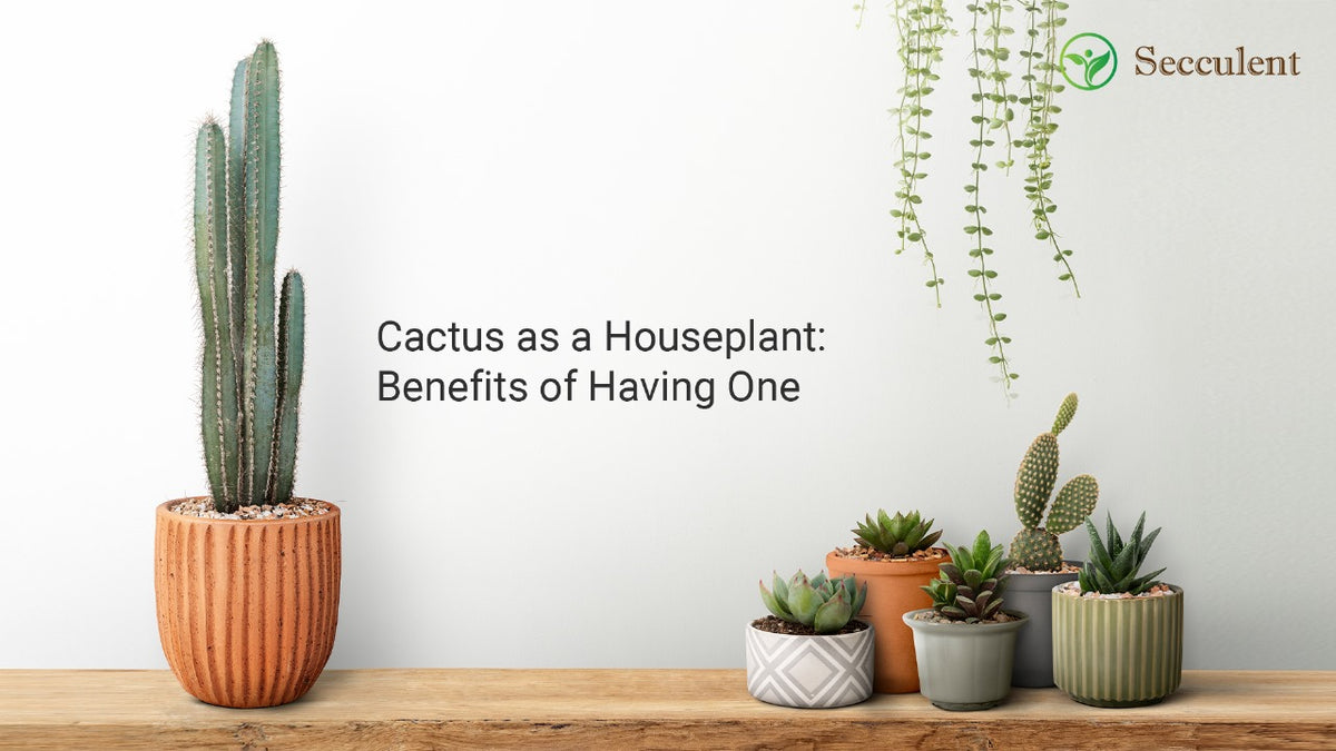 Cactus as a Houseplant: Benefits of Having One  Secculent
