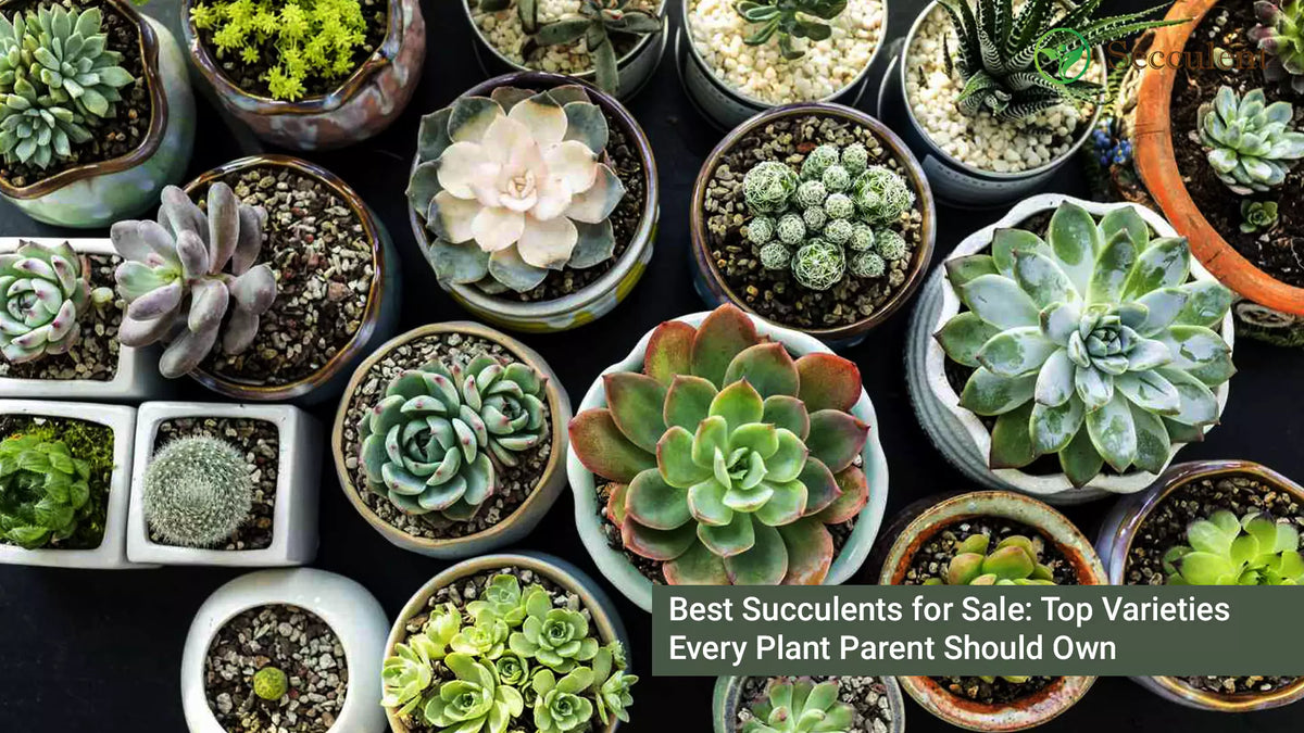 Best Succulents for Sale: Top Varieties Every Plant Parent Should Own   Secculent