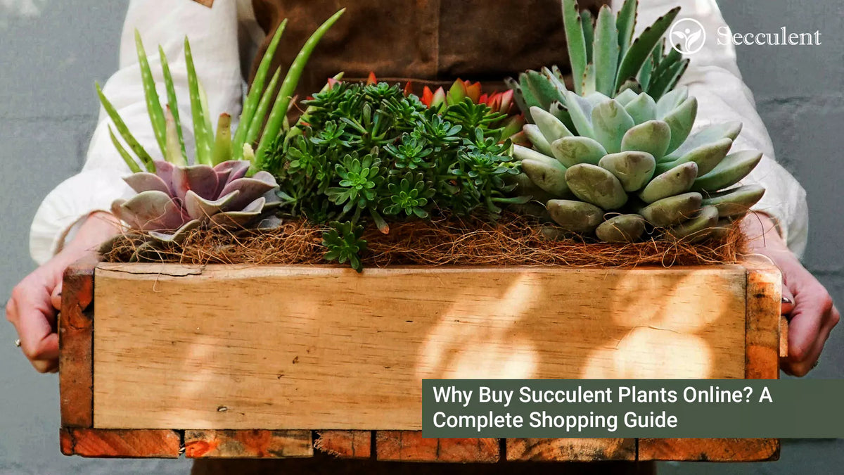 Why Buy Succulent Plants Online? A Complete Shopping Guide  Secculent