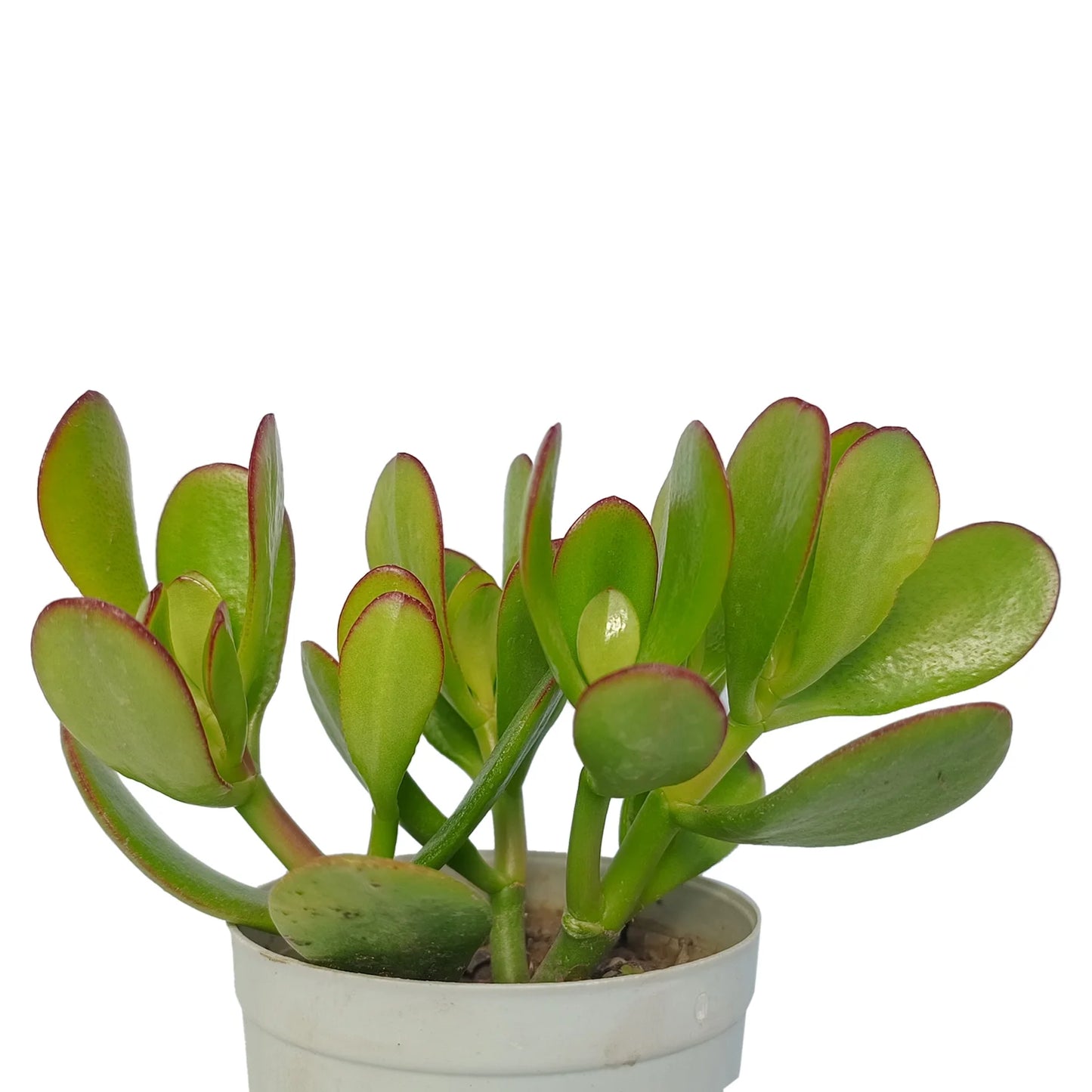 Crassula Ovata - Money Tree "Kuberakshi Plant" (Bare Rooted)