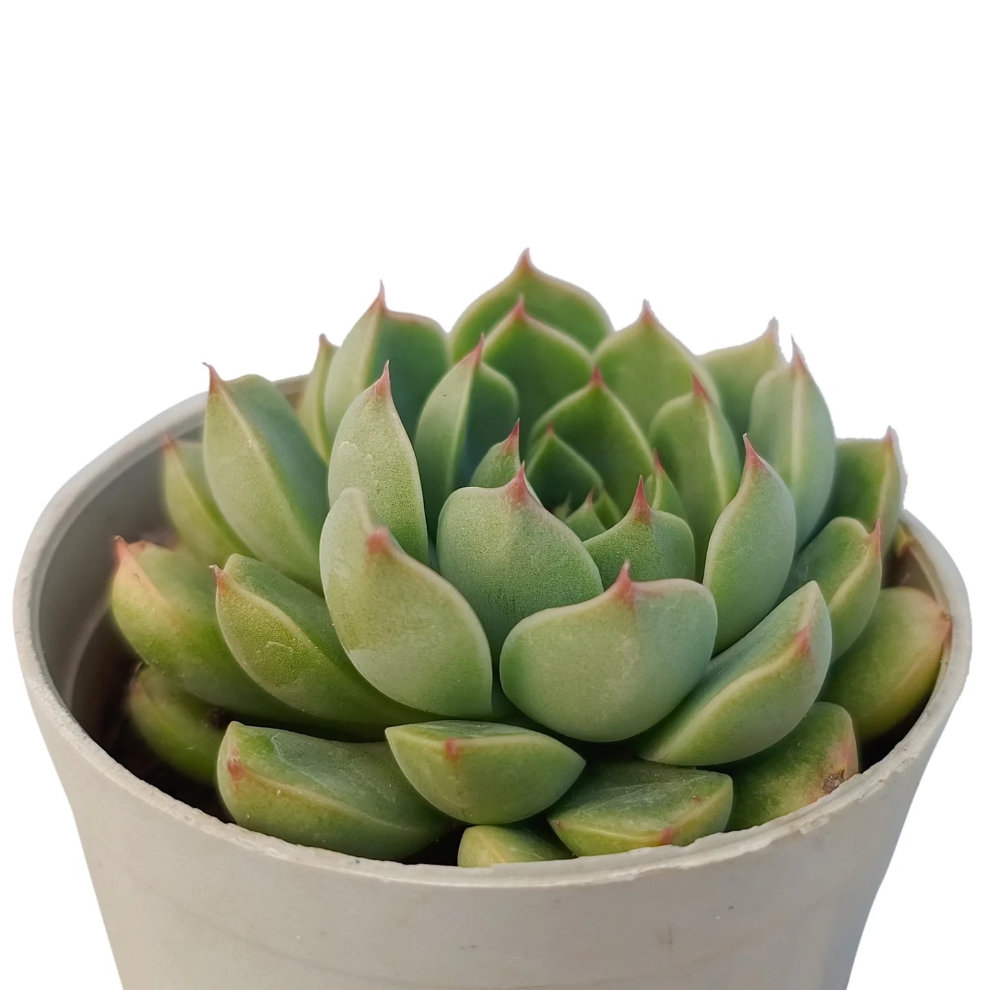 Echeveria "Dondo" (Bare Rooted)