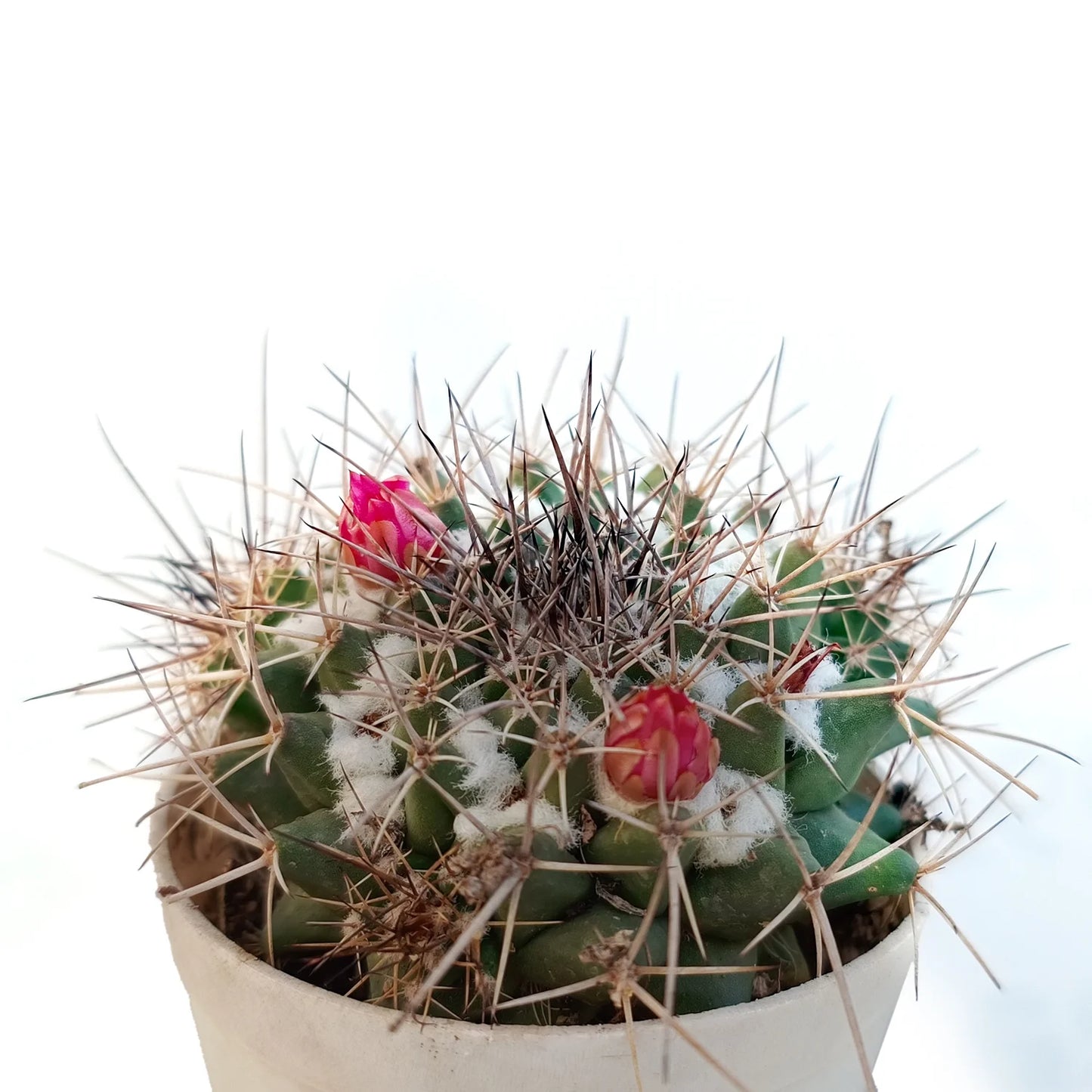 Melo Cactus (Bare Rooted)