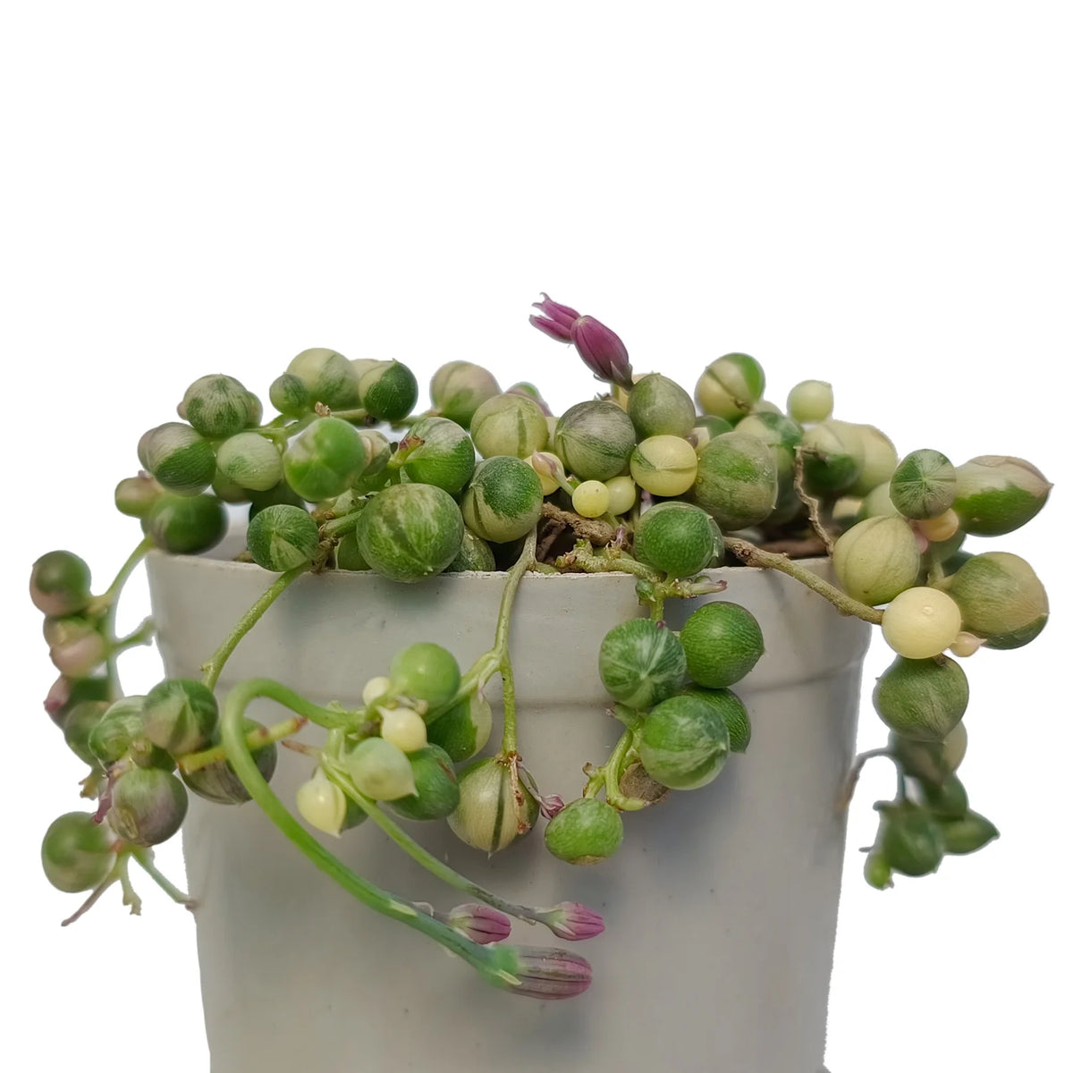 Buy Variegated String of Pearls Plant Online – Secculent