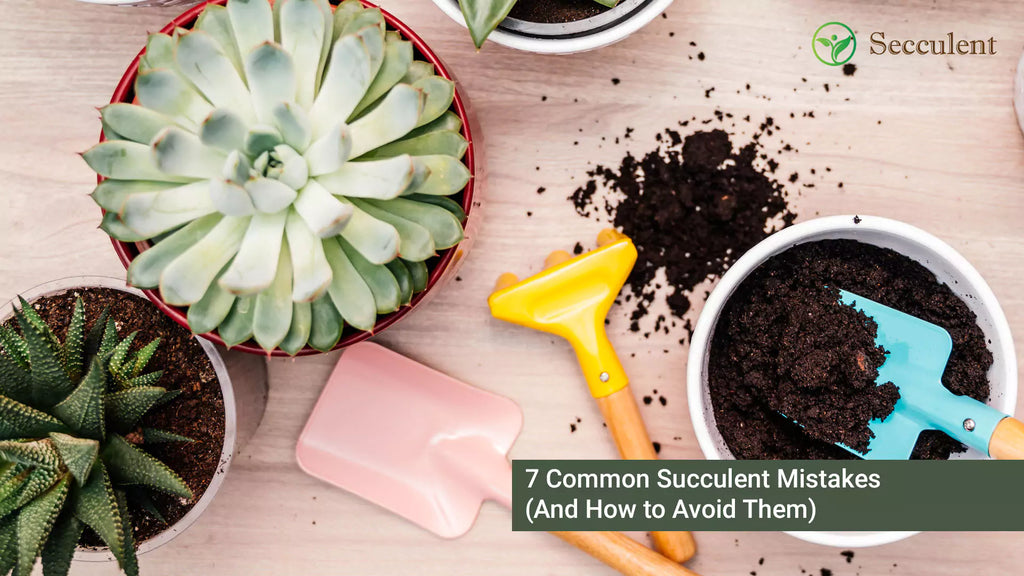 7 Common Succulent Mistakes (And How to Avoid Them)