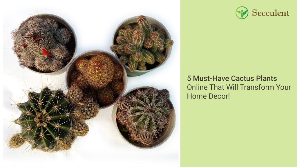 5 Must-Have Cactus Plants Online That Will Transform Your Home Decor!