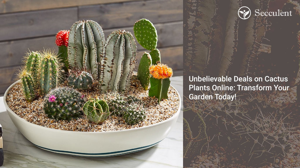 Unbelievable Deals on Cactus Plants Online: Transform Your Garden Today!