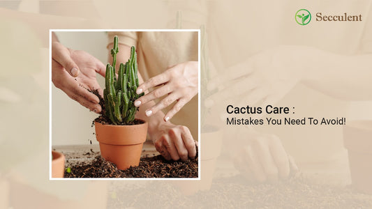 Cactus Care Mistakes You Need To Avoid!
