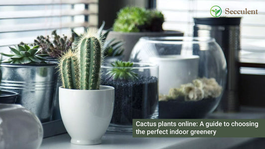 Cactus plants online: A guide to choosing the perfect indoor greenery