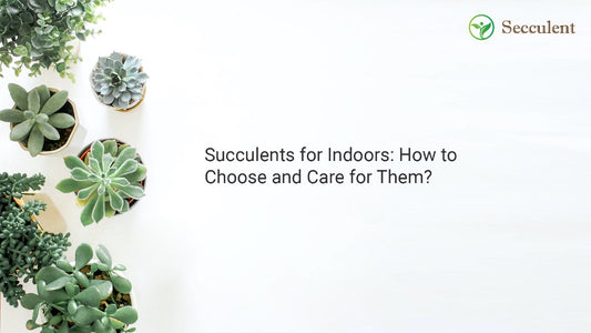 Succulents for Indoors: How to Choose and Care for Them?