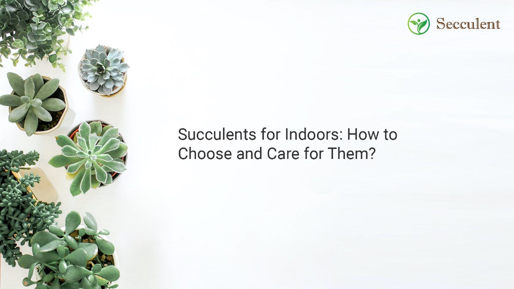 Succulents for Indoors: How to Choose and Care for Them?
