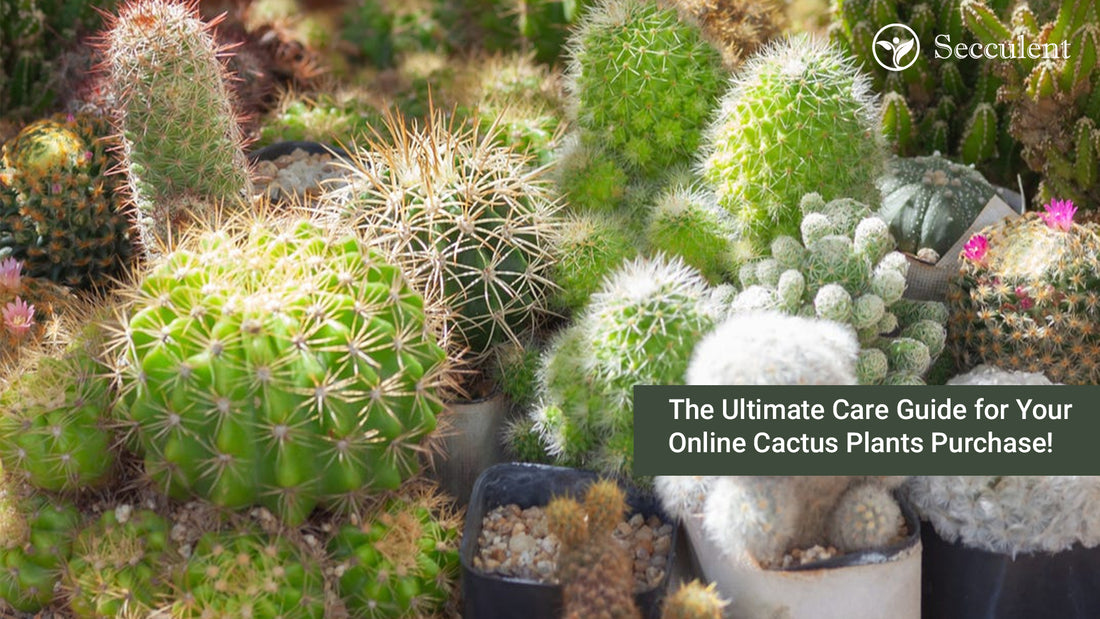 The Ultimate Care Guide for Your Online Cactus Plants Purchase!