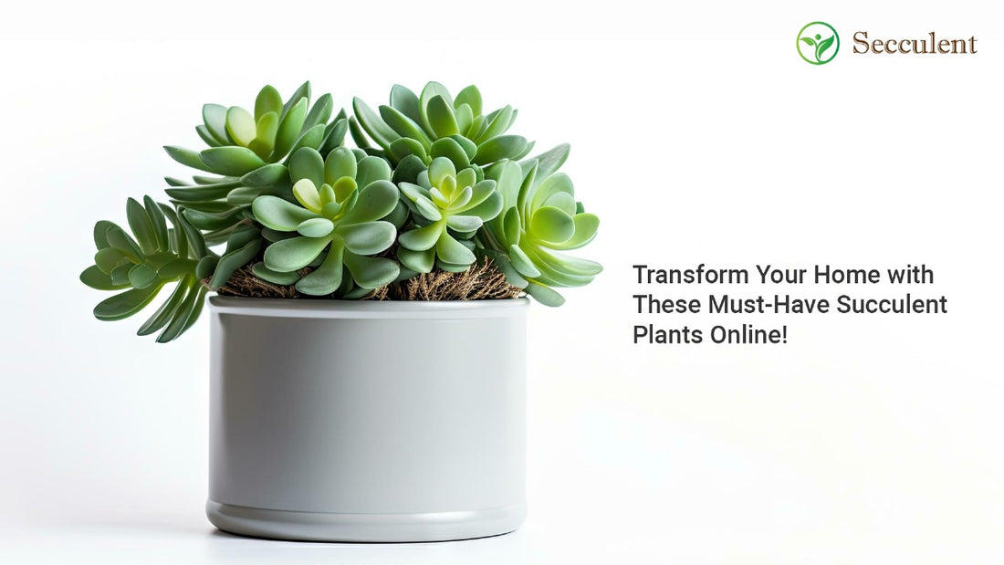 Transform Your Home with These Must-Have Succulent Plants Online!