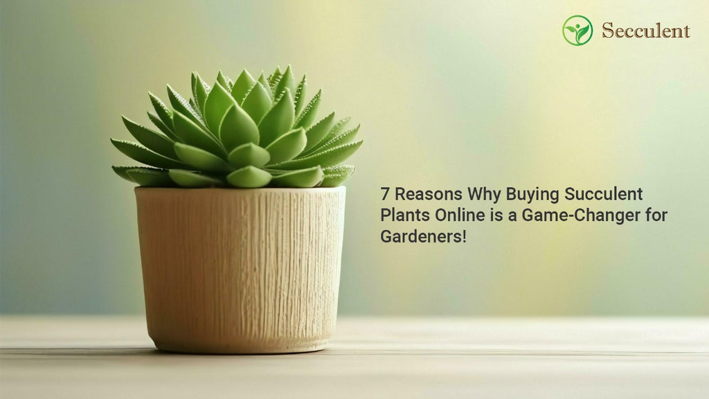 Seven Reasons Why Buying Succulent Plants Online is a Game-Changer for Gardeners!
