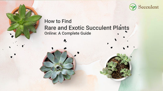 How to Find Rare and Exotic Succulent Plants Online: A Complete Guide