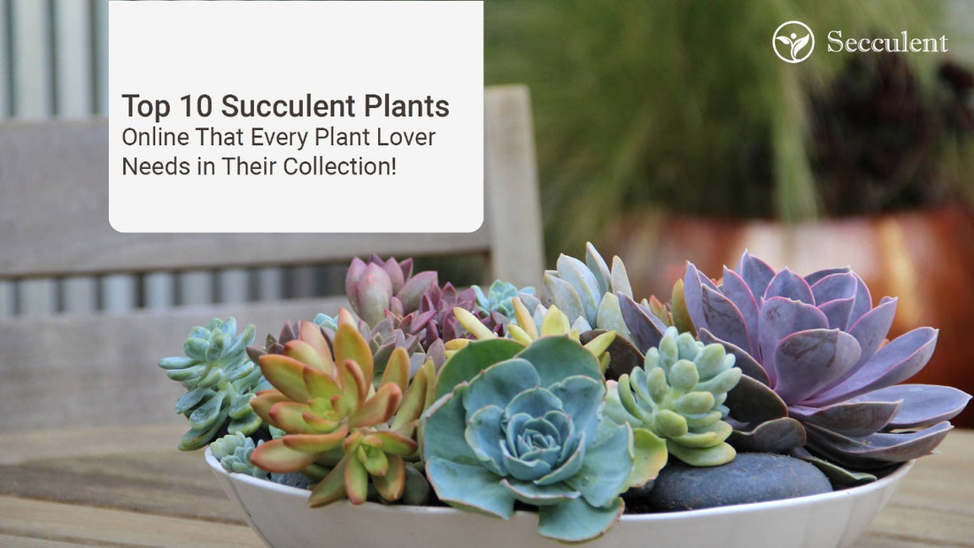 Top 10 Succulent Plants Online That Every Plant Lover Needs in Their Collection!