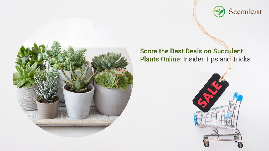 Score the Best Deals on Succulent Plants Online: Insider Tips and Tricks