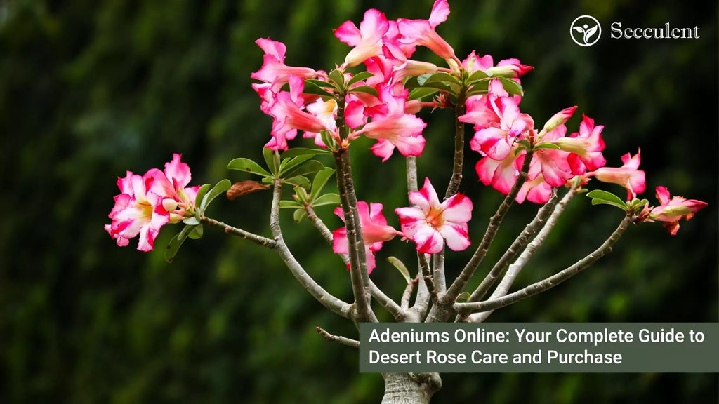 Adeniums Online: Your Complete Guide to Desert Rose Care and Purchase