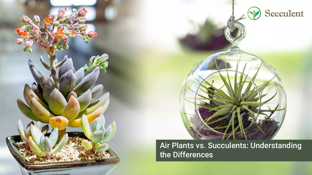 Air Plants vs. Succulents: Understanding the Differences