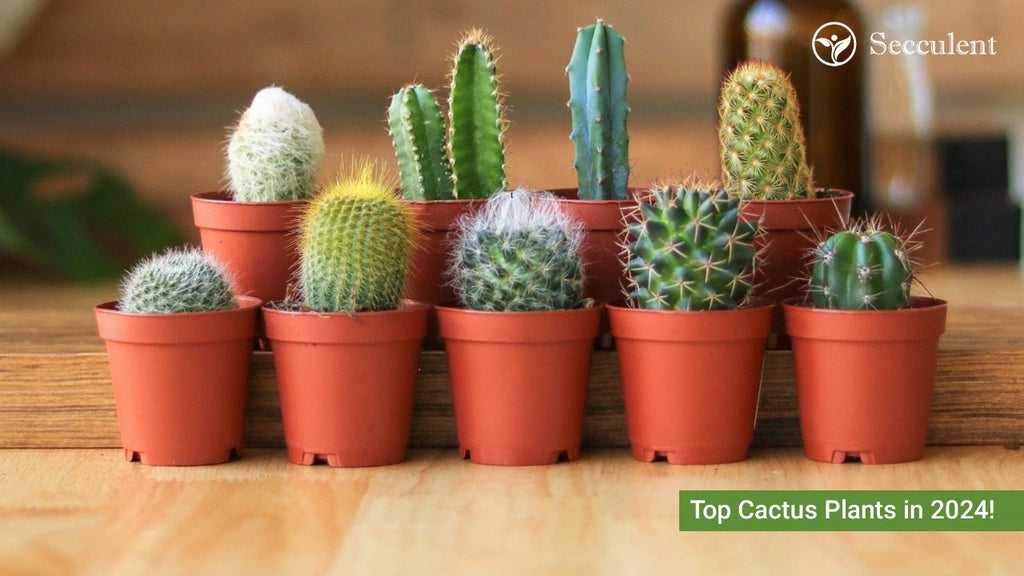 Top cactus plants in 2024, Best cactus plant