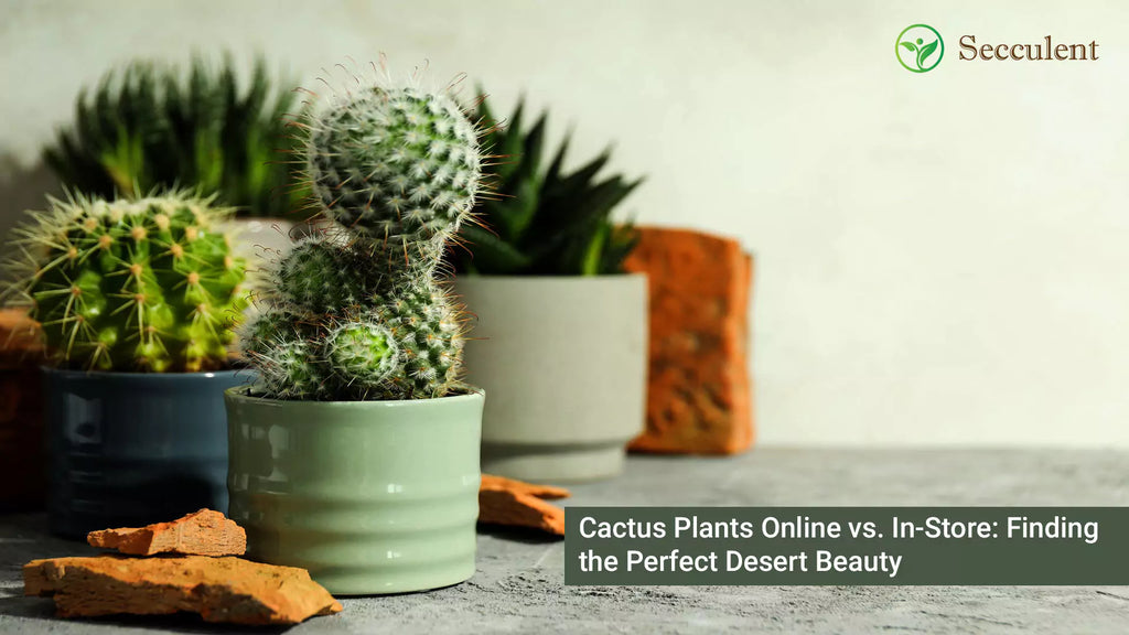 Cactus Plants Online vs. In-Store: Finding the Perfect Desert Beauty