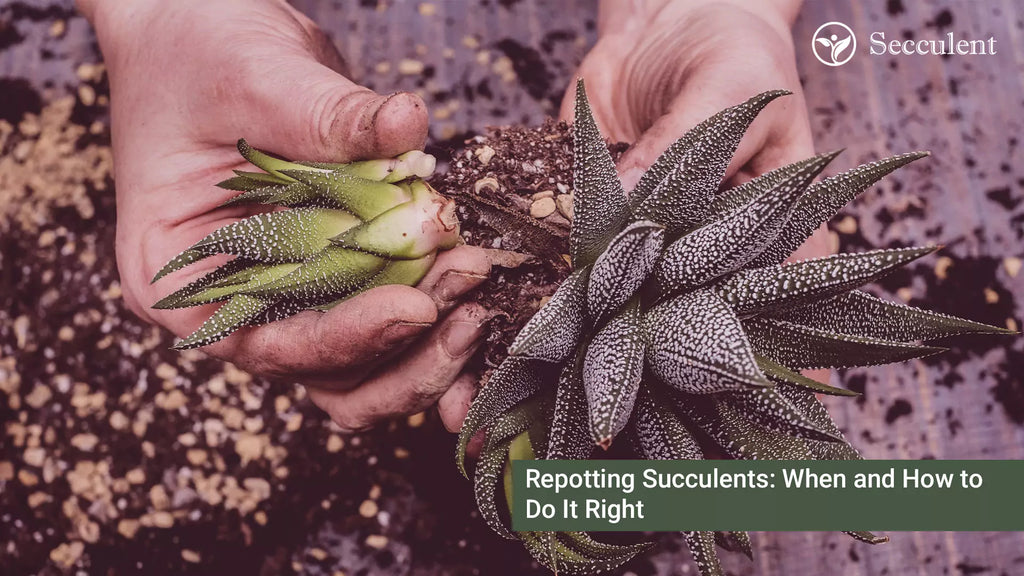 Repotting Succulents: When and How to Do It Right