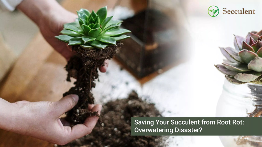 Saving Your Succulent from Root Rot: Overwatering Disaster?