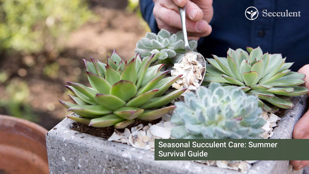 Seasonal Succulent Care: Summer Survival Guide