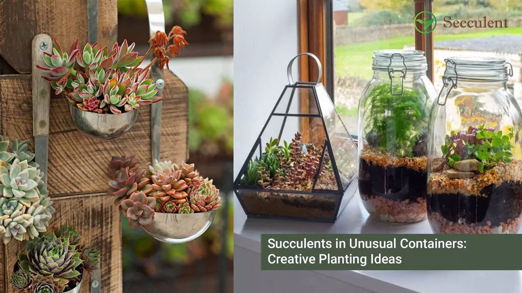 Succulents in Unusual Containers: Creative Planting Ideas