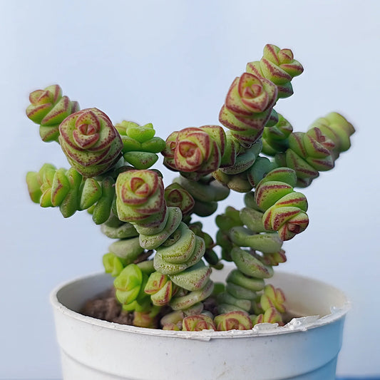 Crassula Baby Necklace (Bare Rooted)