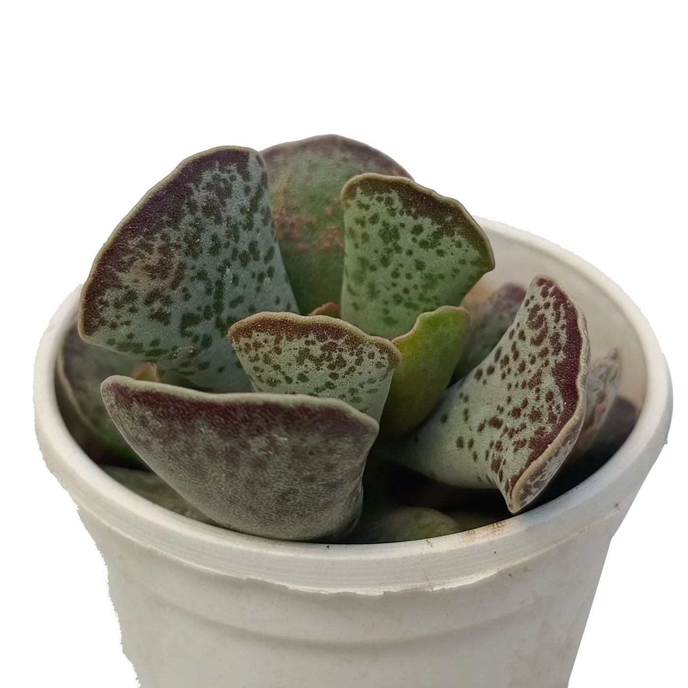 plover eggs succulent Buy Adromischus Cooperi Plover Eggs Plant Online – Secculent