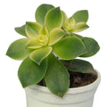 Aeonium 'Kiwi' (Bare Rooted)