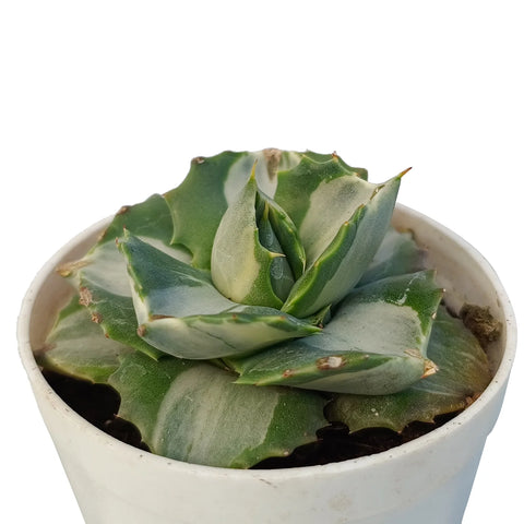 Agave Isthmensis 'Haji Raijin' Verigated -(Bare Rooted)