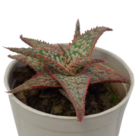 Aloe Donnie 'Christmas Carol' -(Bare Rooted)