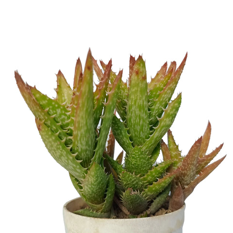 Aloe Juvenna "Tiger Tooth" (Bare Rooted)