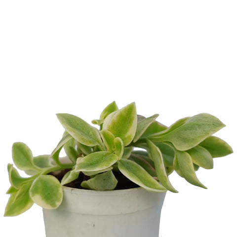 Aptenia Cordifolia Verigated- Baby Sunrose (Bare Rooted)