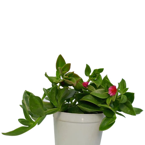 Aptenia Cardifolia - Baby Sunrose (Bare Rooted)
