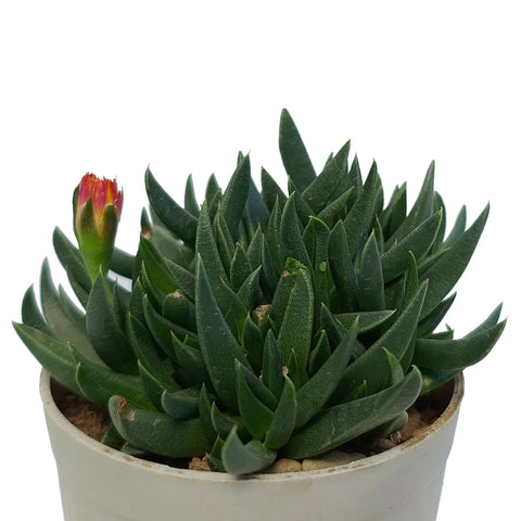 Bergeranthus Concavus (Bare Rooted)