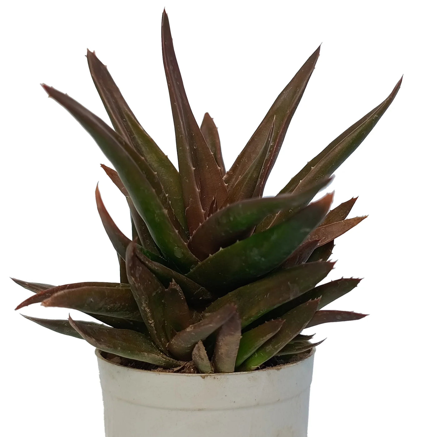 dark aloe vera plant Buy Black Aloe Plant Online – Secculent