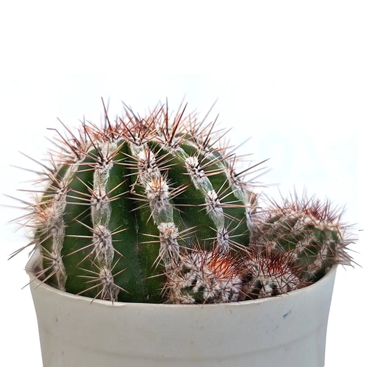 Brown Cactus (Bare Rooted)
