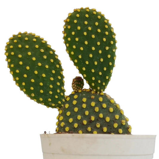 Opuntia microdasys 'Bunny Ear Cactus' - Golden Dot (Bare Rooted)