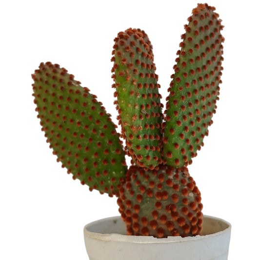 Opuntia microdasys 'Bunny Ear Cactus' -Red Dot (Bare Rooted)