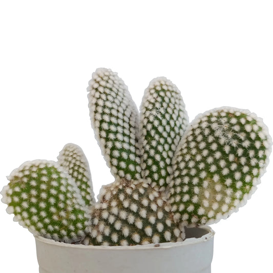 Opuntia microdasys 'Bunny Ear Cactus' - White Dot (Bare Rooted)
