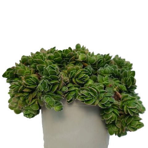 Cascade Stonecrop - Sedum Divergens (Bare Rooted)