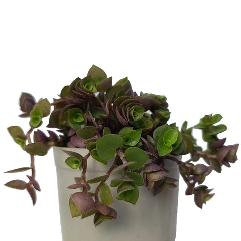 Chinese Stonecrop (Bare Rooted)