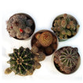 Combo Of 5 Cactus Plants (Bare Rooted)