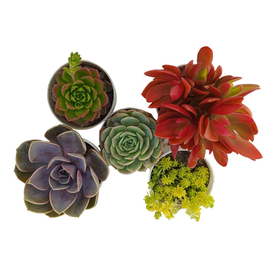 Combo Of 5 Succulent Plants (Bare Rooted)