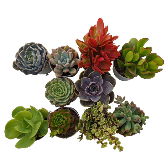 Combo Of 10 Succulent Plants (Bare Rooted)