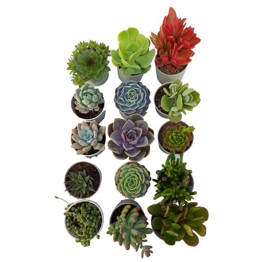 Combo Of 15 Succulent Plants (Bare Rooted)