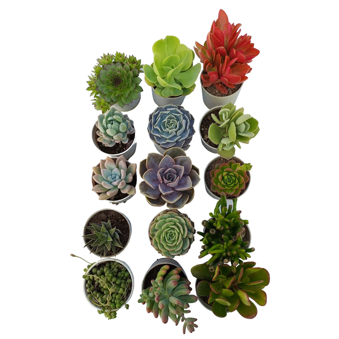 bare rooted succulents Combo of 15 Succulent Plants: Order Combo of 15 Succulent Plants Online – Secculent