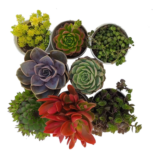 Combo Of 8 Succulent Plants (Bare Rooted)